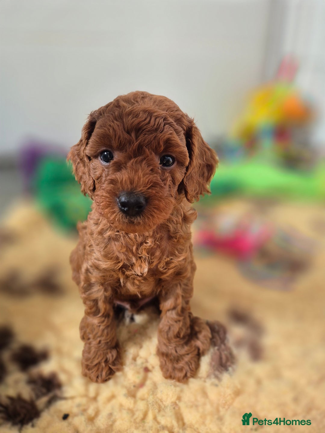 Cavapoo dogs for sale: WAITING LIST NOW OPEN FOR SUMMER 2026.  - Image 3