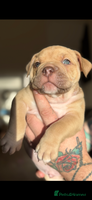 Mixed Breed dogs Stunning English bulldog mix pocket bully - Advert 8