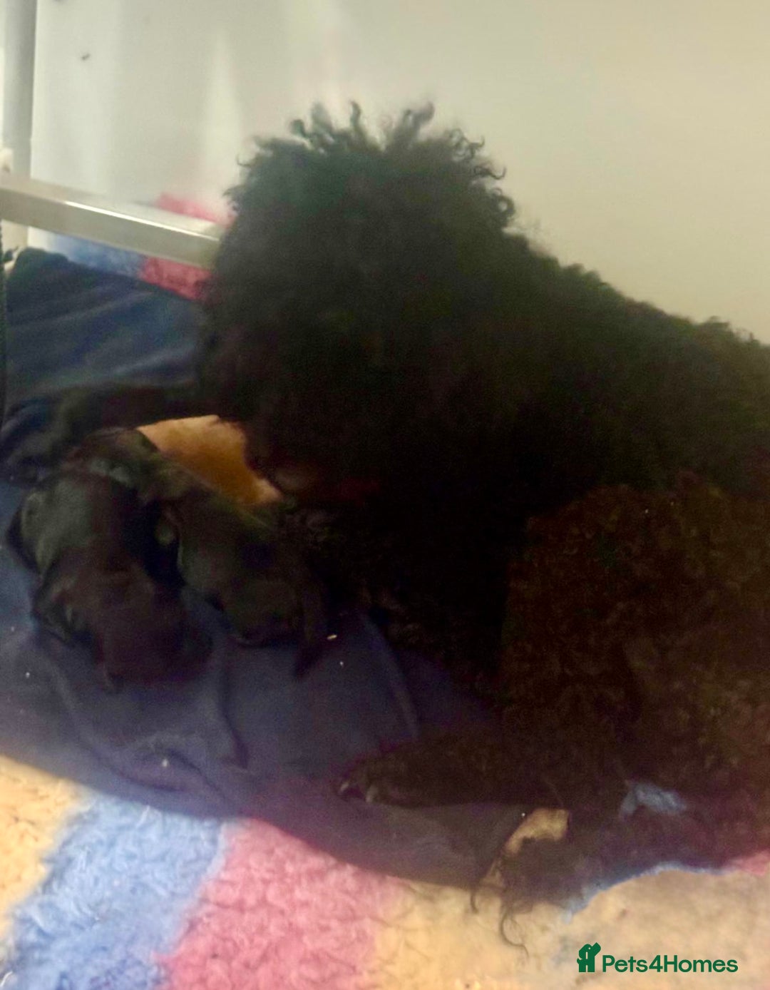 Cavapoo dogs for sale: Ready now, extensively health tested F1 cavapoo - Advert 6