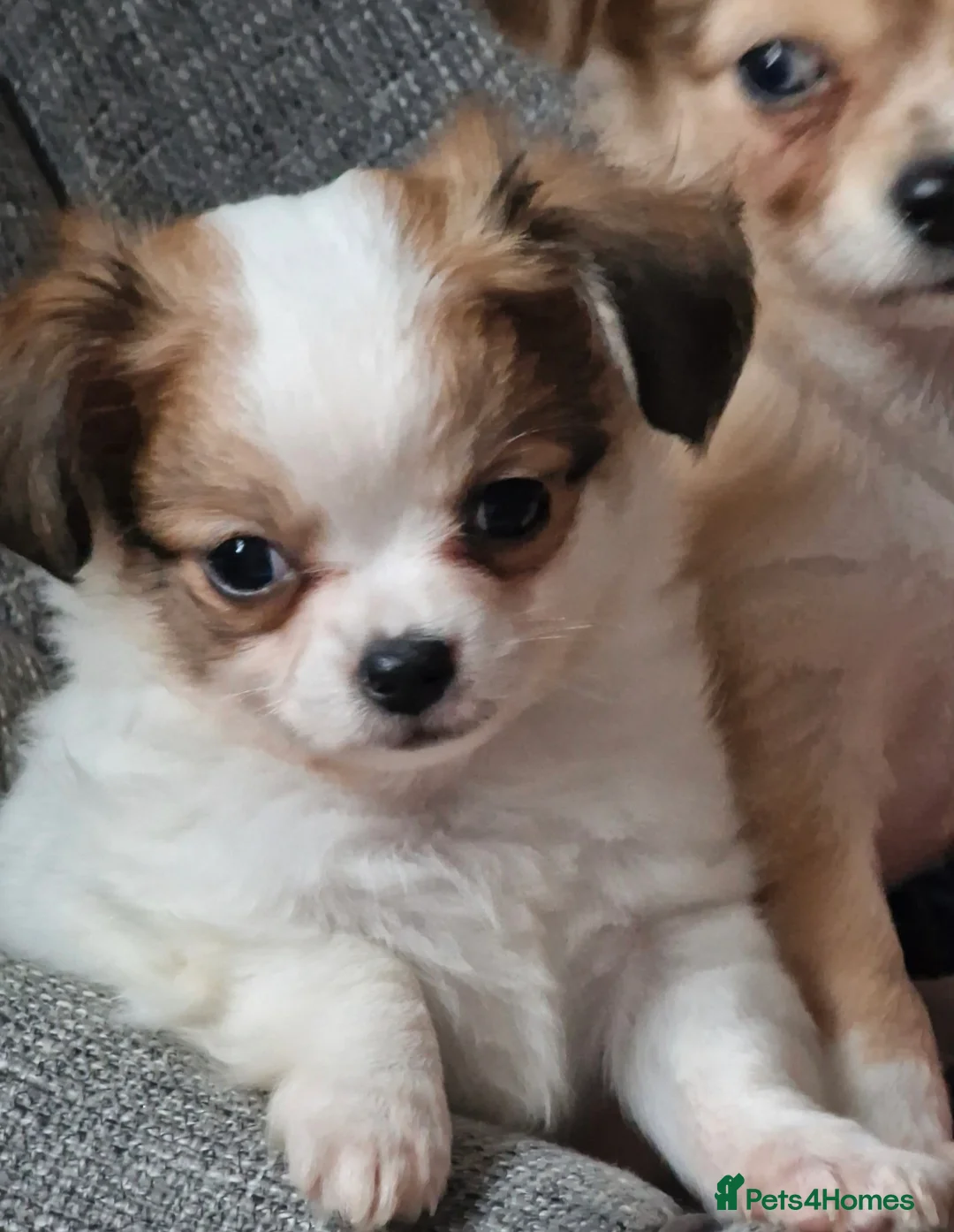 Chihuahua dogs for stud: Merle long haired Chihuahua Stud in Nottingham - Advert 18