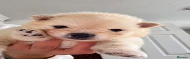 Pomeranian 1