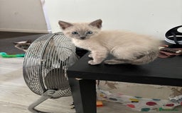 Siamese cats for sale: Lilac / Blue point Siamese  - Image 8