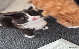 Mixed Breed cats for sale: Four beautiful mixed breed kittens - Image 1