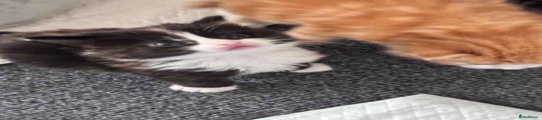 Mixed Breed Kitten 4