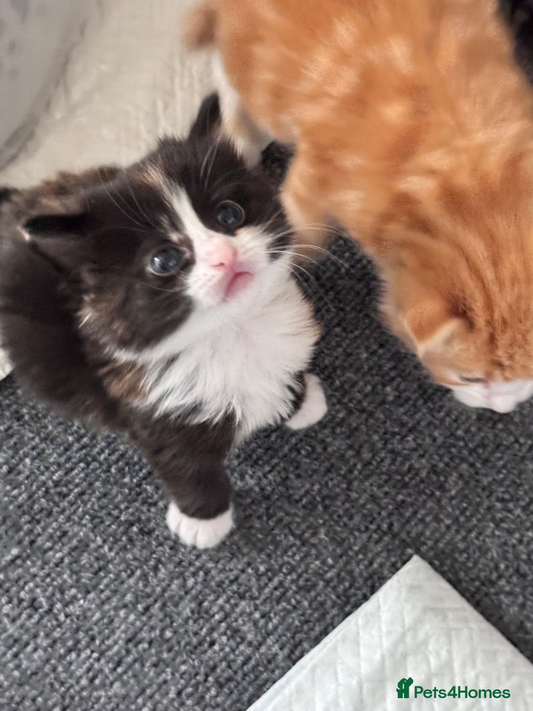 Mixed Breed cats for sale: Four beautiful mixed breed kittens - Image 1