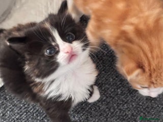 Mixed Breed cats - Advert 14