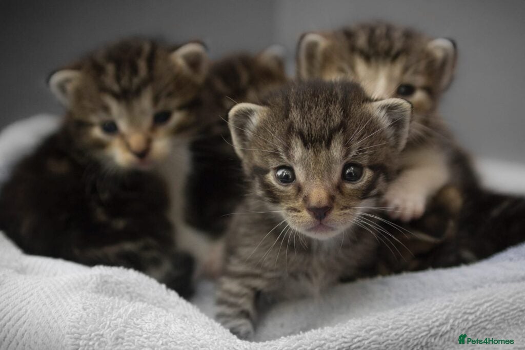 Mixed Breed cats Kitten for sale - Advert 1