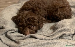 Labradoodle dogs for sale: 🐾Stunning Mini Labradoodle F1b Pups DNA Check🐾  - Image 21