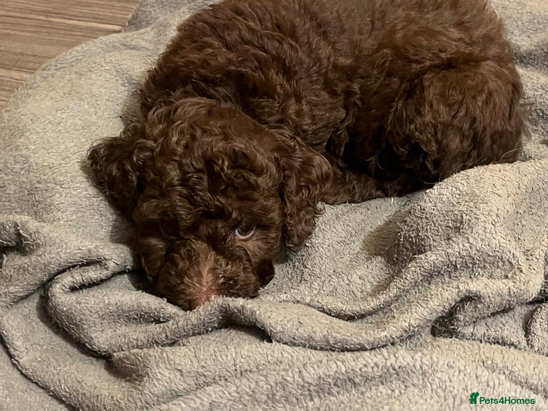 Labradoodle dogs for sale: 🐾Stunning Mini Labradoodle F1b Pups DNA Check🐾  - Image 21