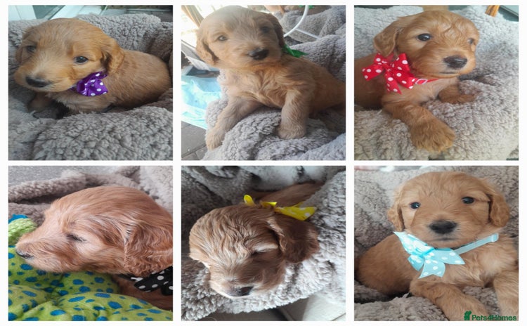 Goldendoodle dogs - Advert 1