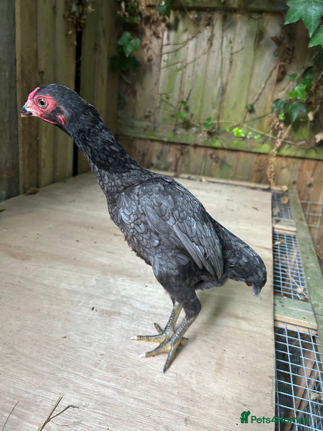 Chickens poultry for sale: Ko Shamo - Image 3