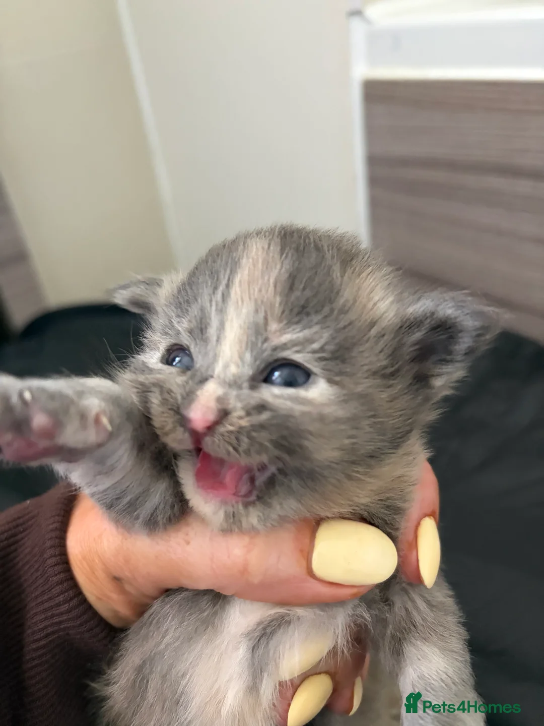 Maine Coon cats for sale: Three beautiful maincoone kittens  - Advert 2