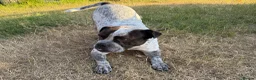 Old Tyme Bulldog dogs for sale: Aylestone Bulldog, Male in Nottingham - Advert 1