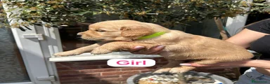 Golden Retriever 2