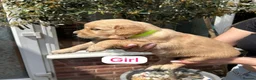 Golden Retriever dogs for sale: EXCEPȚIONAL GOLDEN RETRIVIER PUPPIES💙🩷 - Advert 8