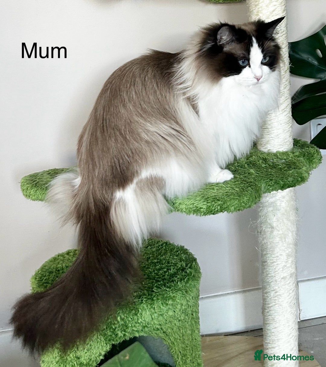 Ragdoll cats for sale: Beautiful Ragdoll kittens from Champion lines - Image 25