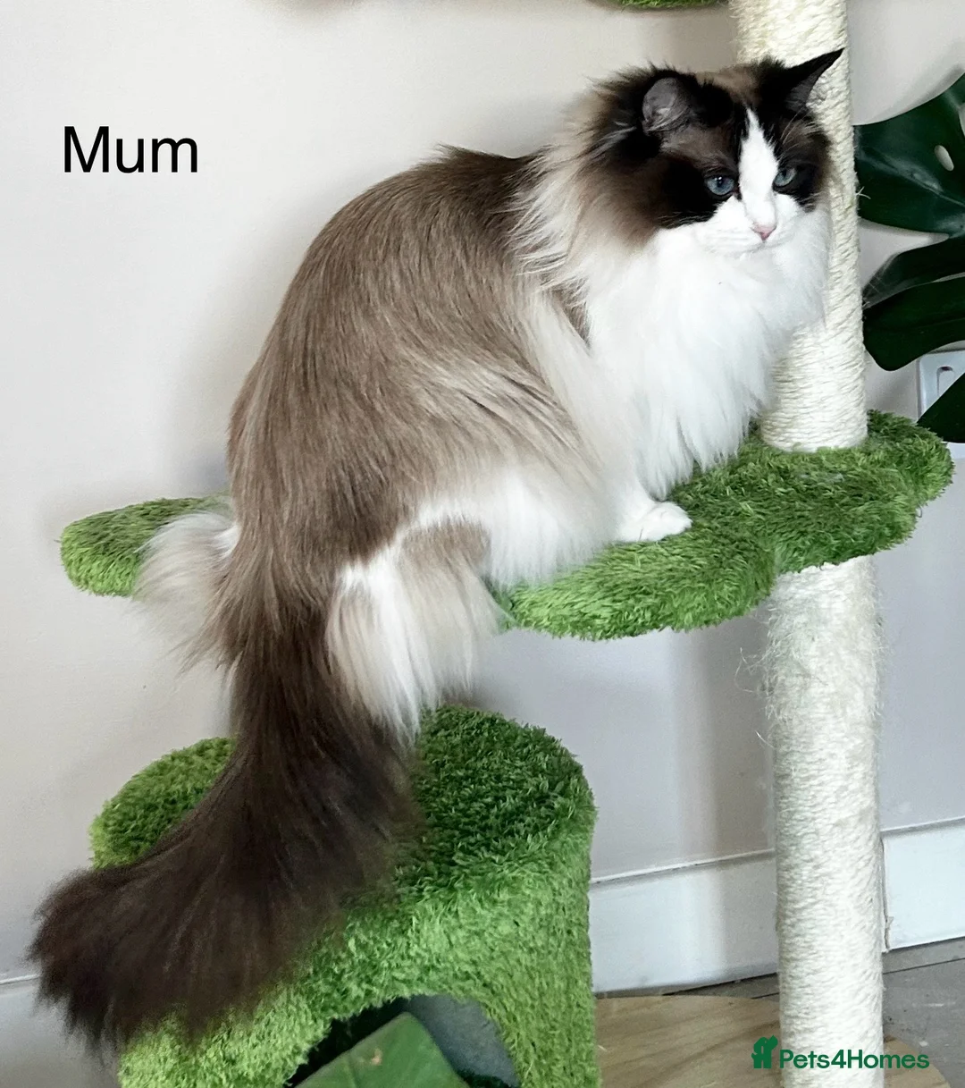 Ragdoll cats for sale: Beautiful Ragdoll kittens from Champion lines - Advert 25