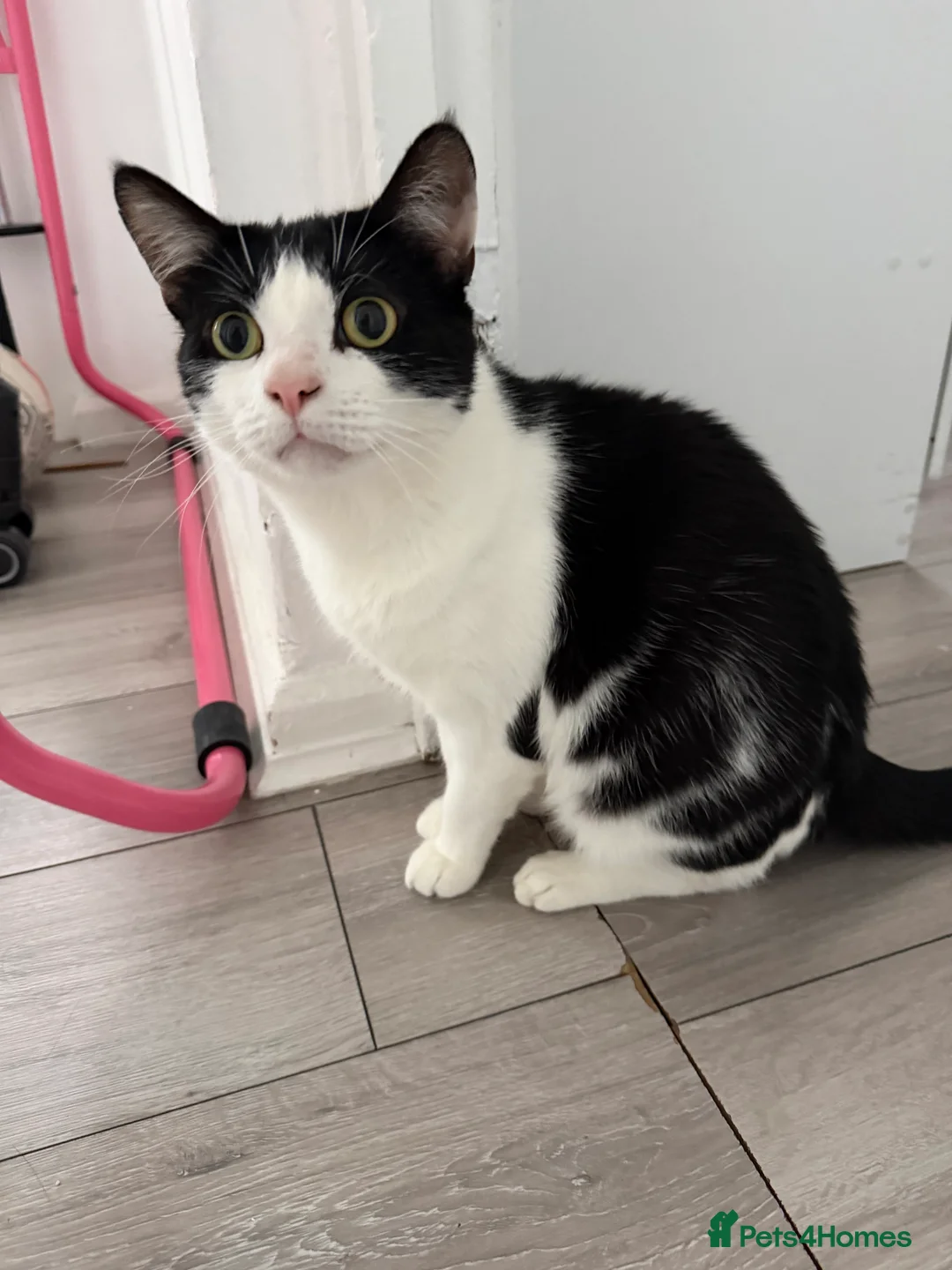 British Shorthair cats for sale: *URGENT* Black and white cat  - Advert 3