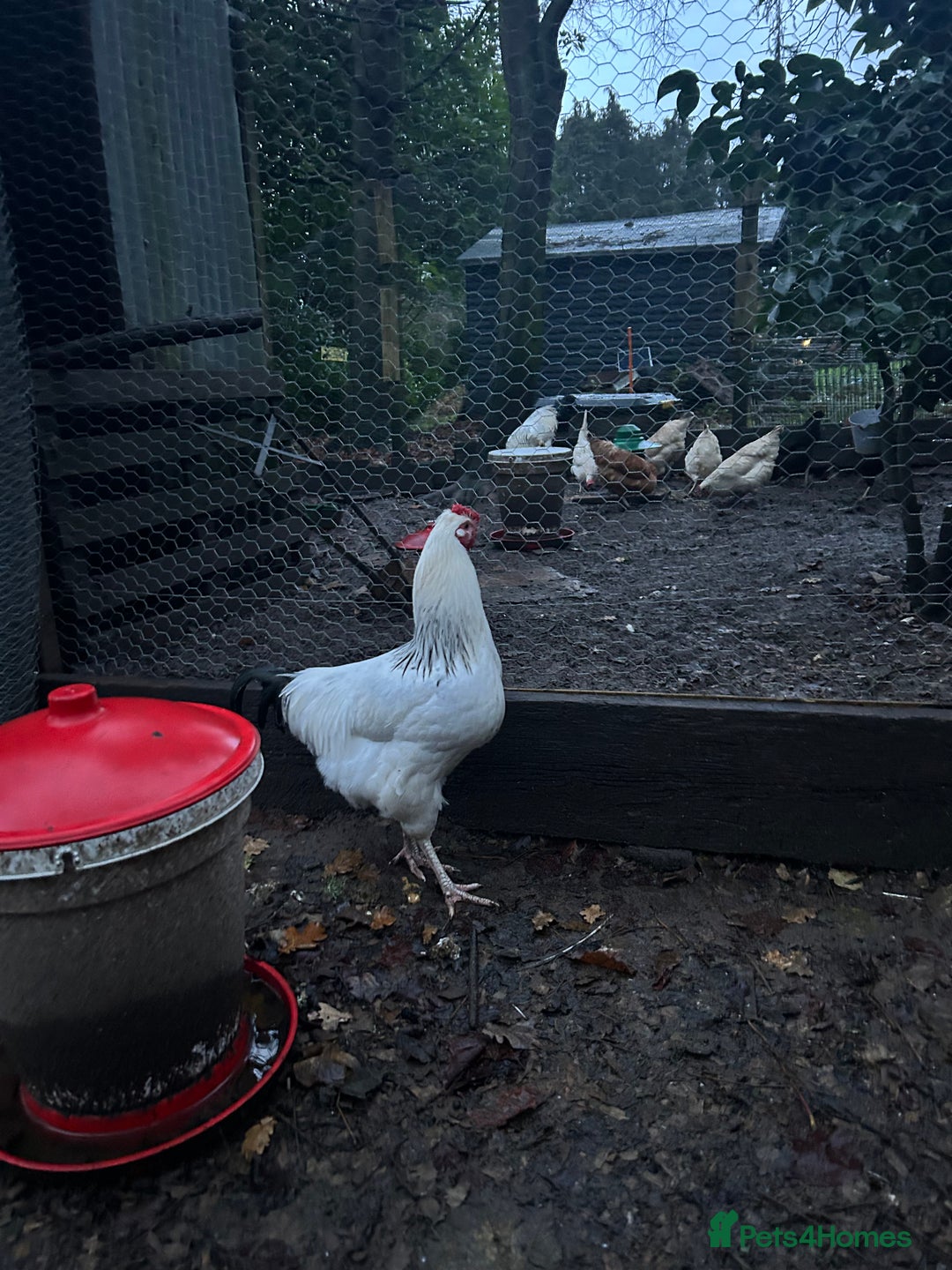 Chickens poultry for sale: Two handsome cockerels looking for a good home - Advert 6