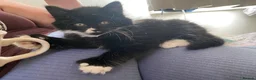 Mixed Breed cats for sale: Last in litter, long haired part Maine coon male  in Eastbourne - Advert 3