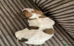 Jackapoo dogs for sale: @@GORGEOUS JACKAPOO PUPPIES@@ - Image 16