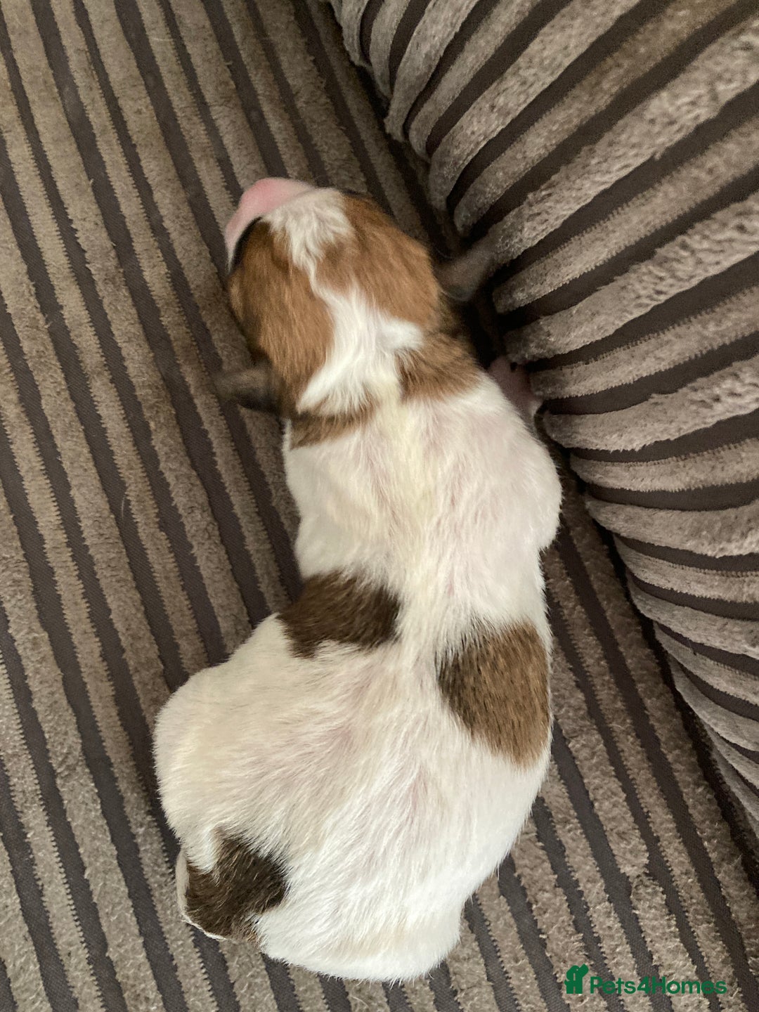 Jackapoo dogs for sale: @@GORGEOUS JACKAPOO PUPPIES@@ - Image 16