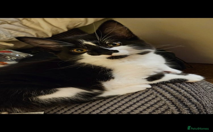 Mixed Breed cats - Advert 6