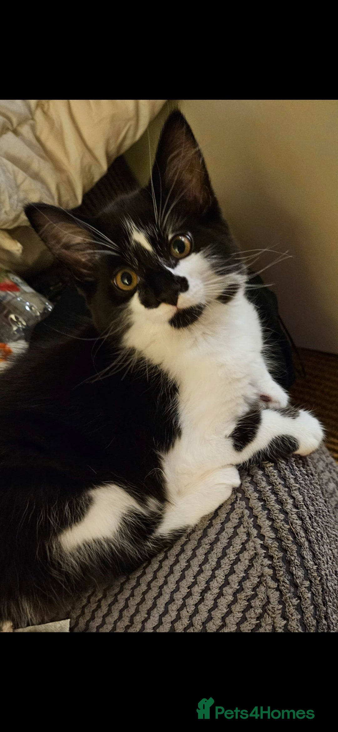 Mixed Breed cats for sale: Beautiful kittens  - Image 3