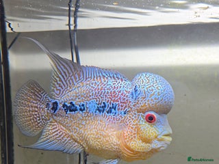 Cichlids fish for sale - Advert 1