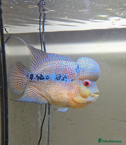Cichlids fish Zhen zue male flowerhorn - Advert 2
