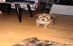 Mixed Breed dogs for sale: 💙2 Lovely male French bulldogs mixed💙  - Image 7
