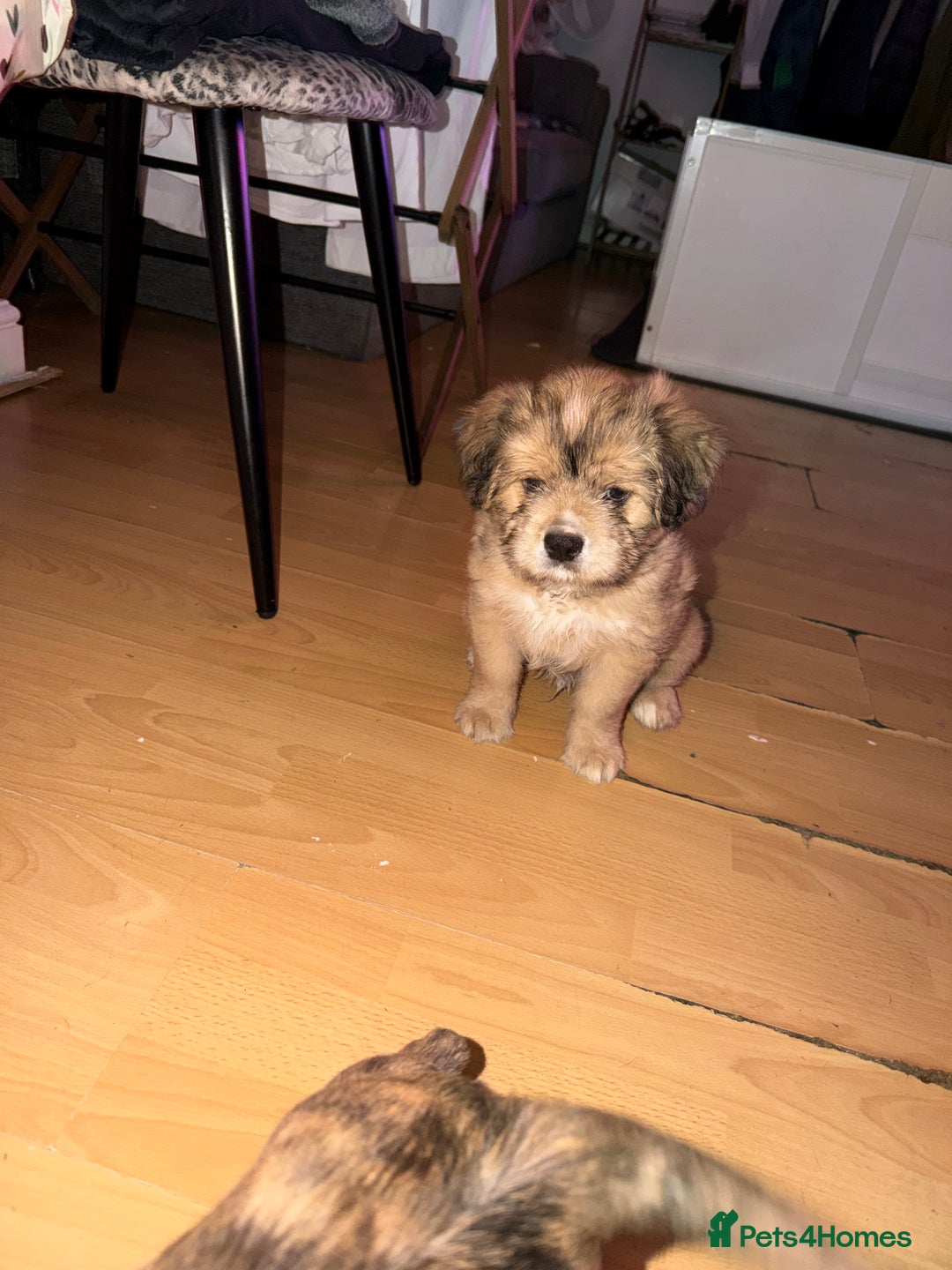 Mixed Breed dogs for sale: 💙2 Lovely male French bulldogs mixed💙  - Image 7
