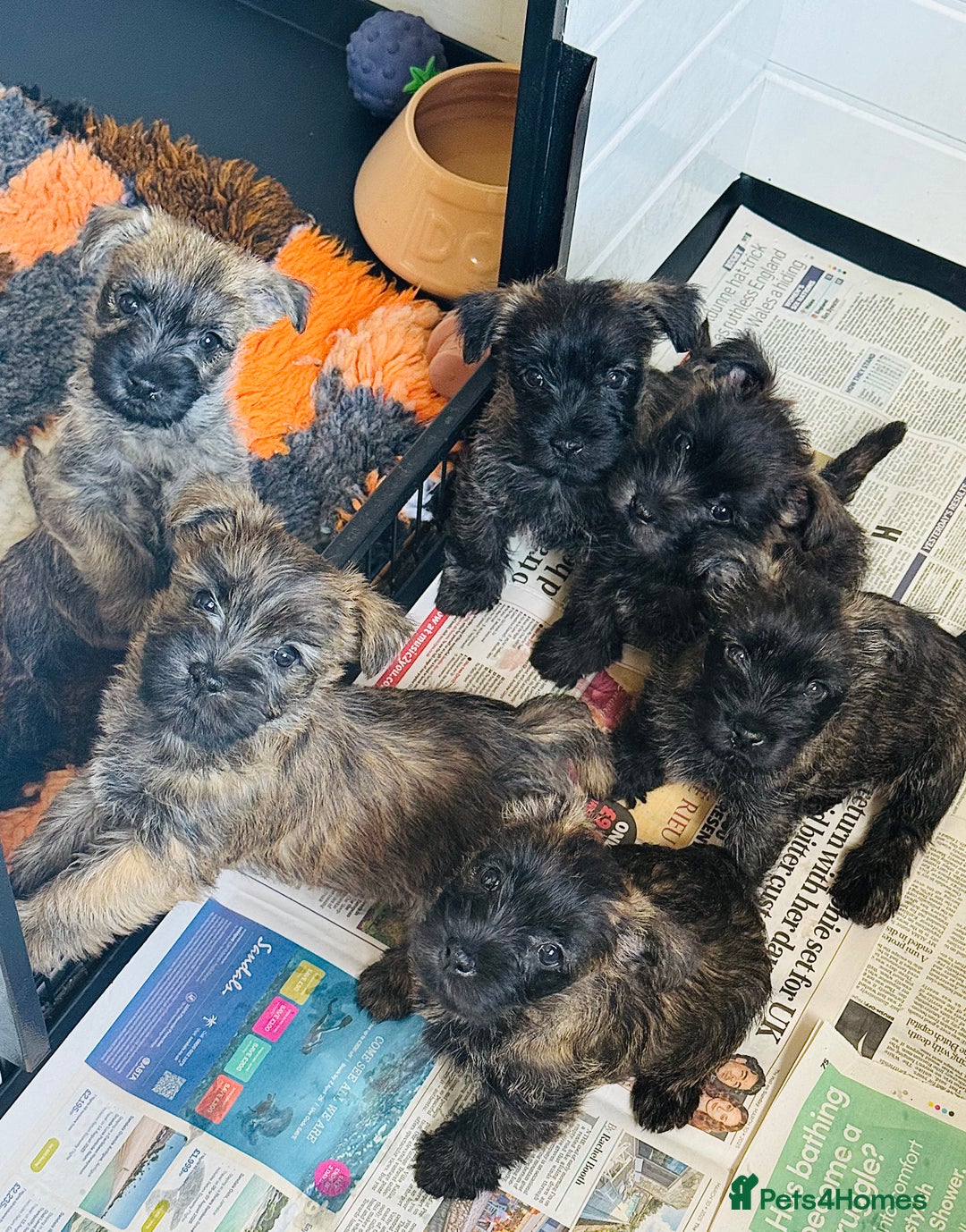 Cairn Terrier dogs for stud: Quality Health Tested & proven stud in Ripley - Image 14