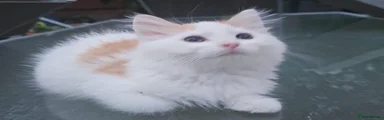 Persian 4