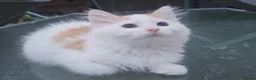 Persian cats for sale: Half perian lovley kittens  - Advert 24