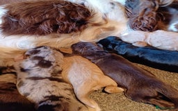 Cocker Spaniel dogs for sale: Cocker spaniel pups  - Image 8