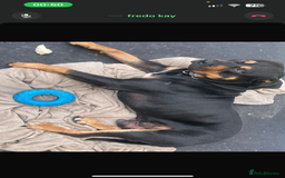 Rottweiler dogs for sale: Male Rottweiler  - Image 2