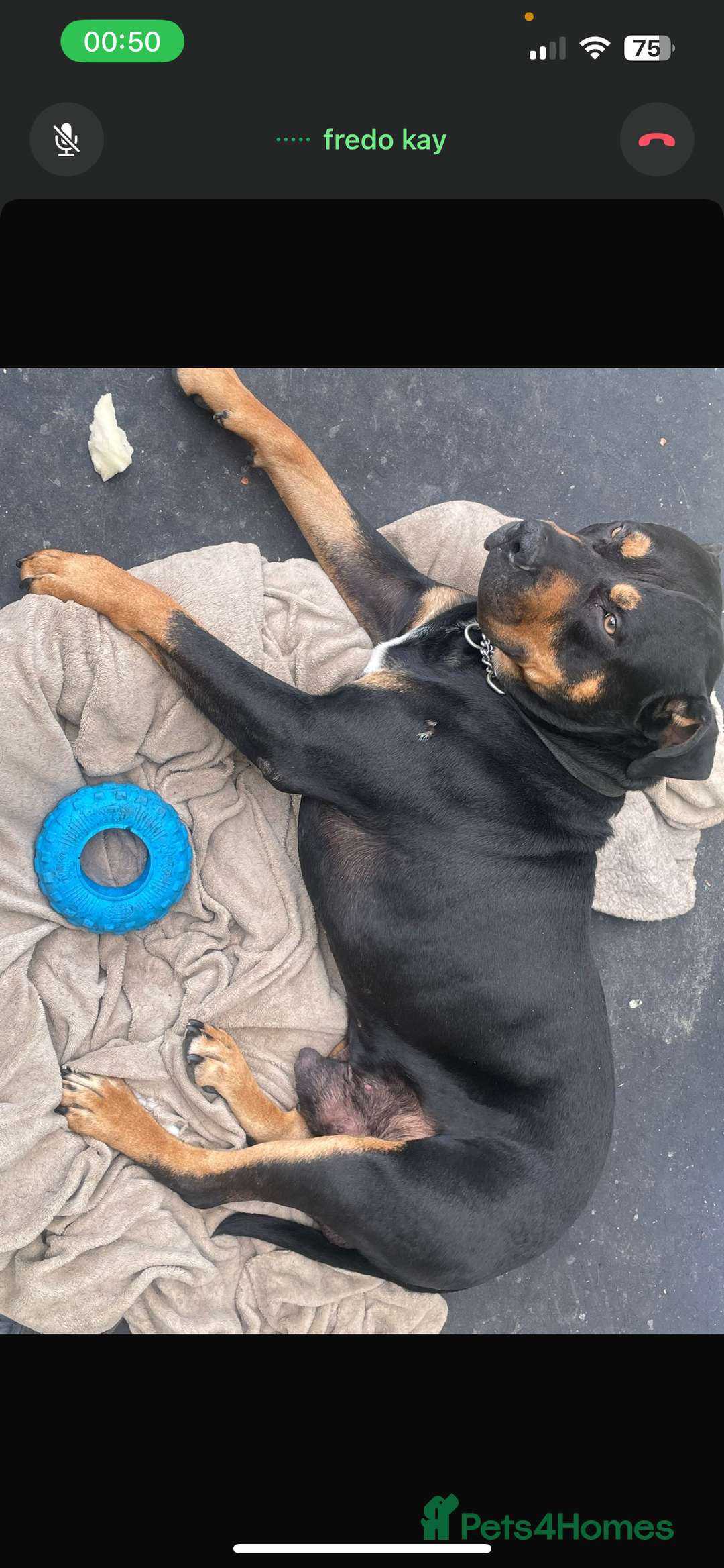 Rottweiler dogs for sale: Male Rottweiler  - Image 2
