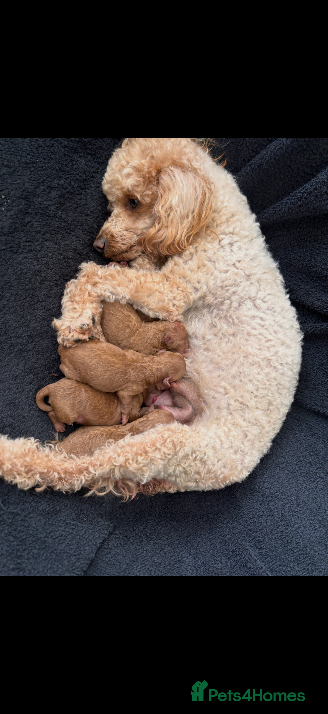 Toy Poodle dogs for sale: Beautiful toy poodles  - Advert 2