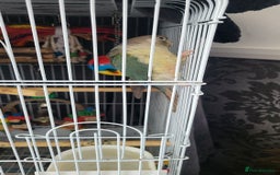 Conures birds for sale: Semi tame conure - Image 1