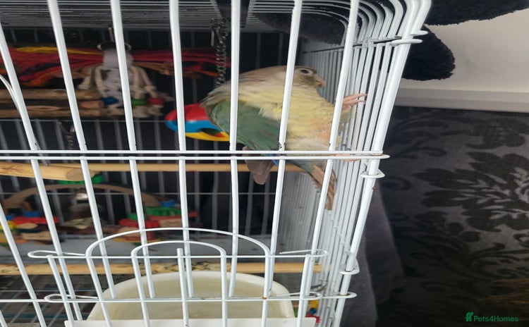 Conures birds - Advert 2