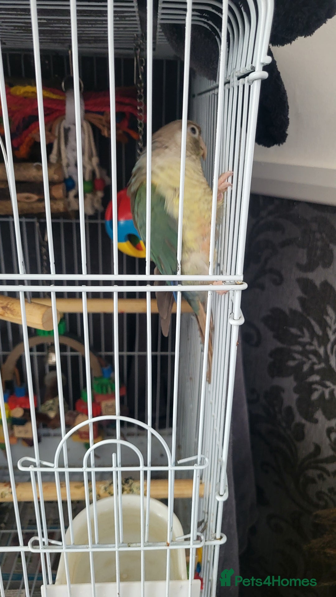 Conures birds for sale: Semi tame conure - Image 1