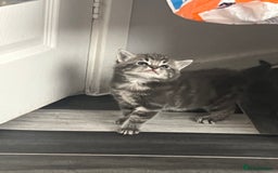 Mixed Breed cats for sale: 4 beautiful friendly mixed breed kittens for sale  in Northwich - Image 9