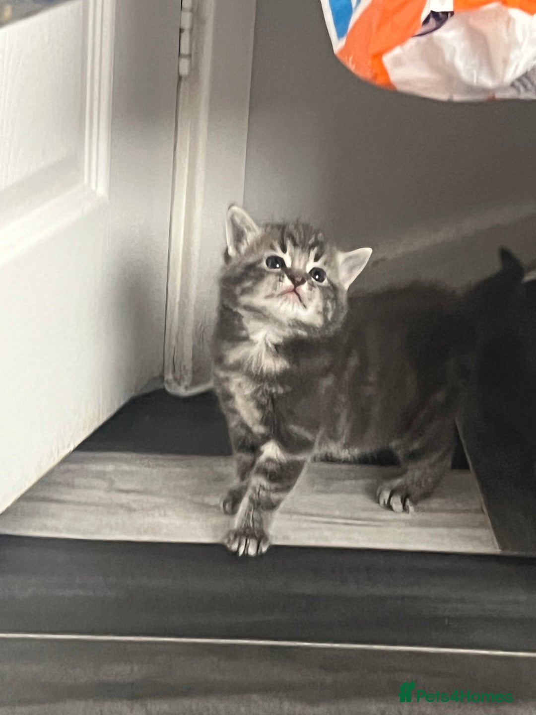 Mixed Breed cats for sale: 4 beautiful friendly mixed breed kittens for sale  in Northwich - Image 9