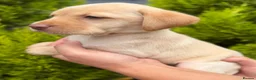Labrador Retriever dogs for sale: Labrador puppies (licensed breeder) - Advert 8