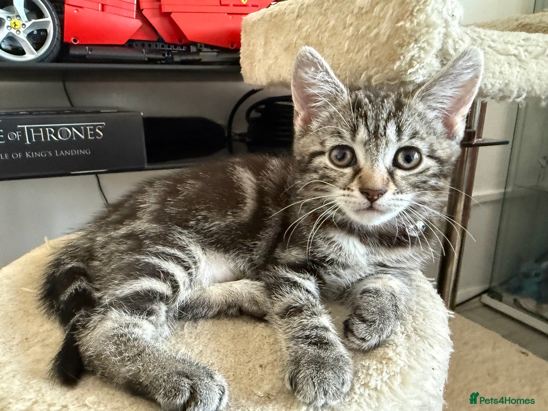 Mixed Breed cats for sale: Adorable Kittens Ready for Their Forever Homes - Image 6