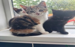 Mixed Breed cats for sale: Ready to go :) Beautiful playful kittens  - Image 3
