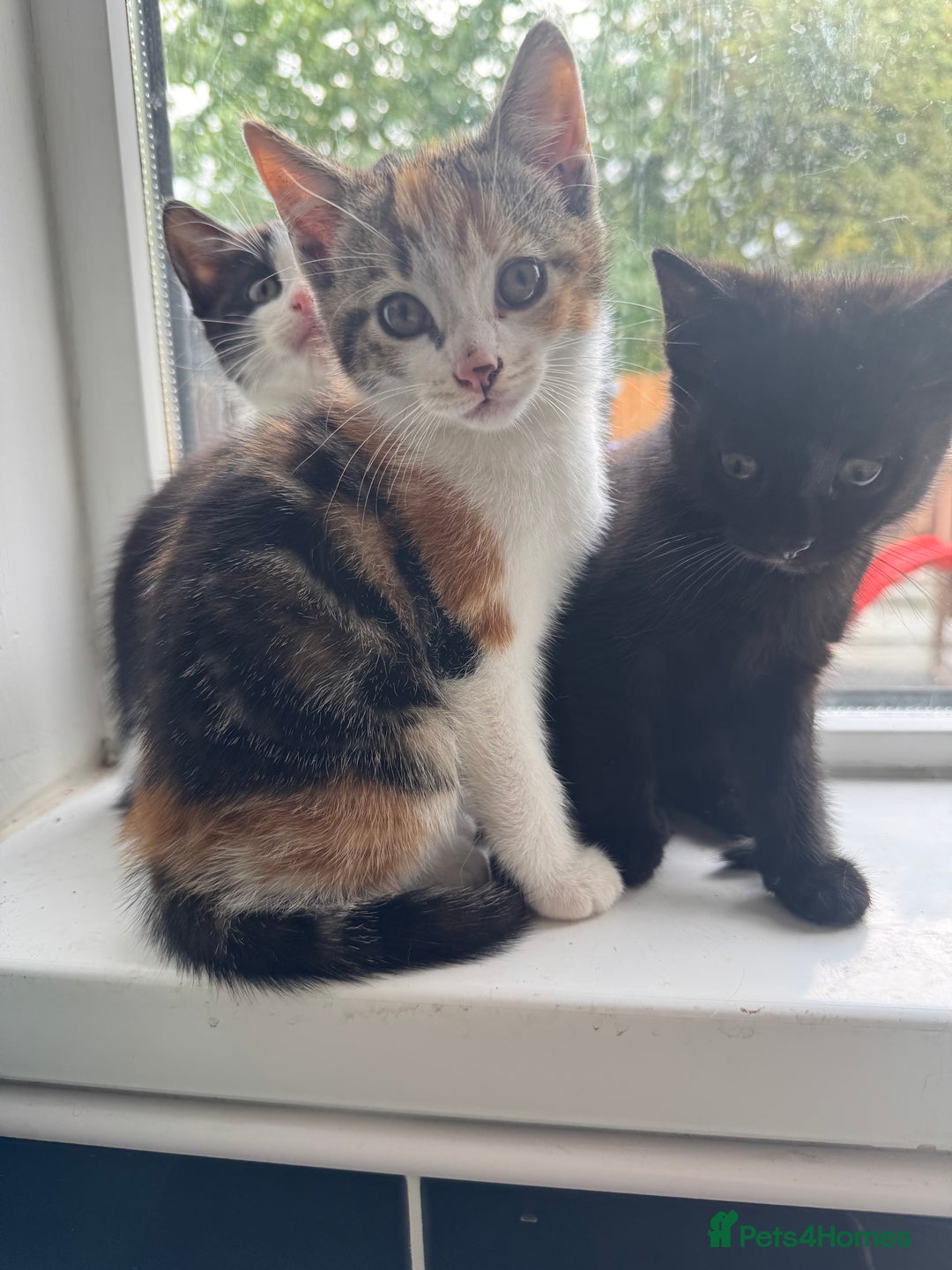Mixed Breed cats for sale: Ready to go :) Beautiful playful kittens  - Image 3