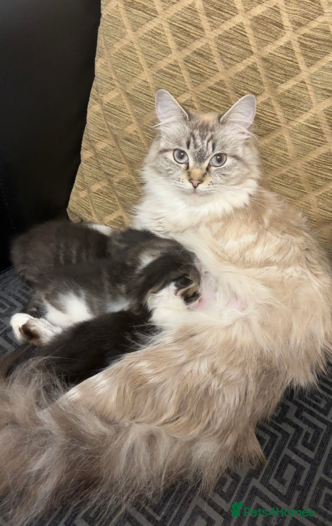 Ragdoll cats for sale: Half ragdoll male kittens for sale £150 - Advert 6