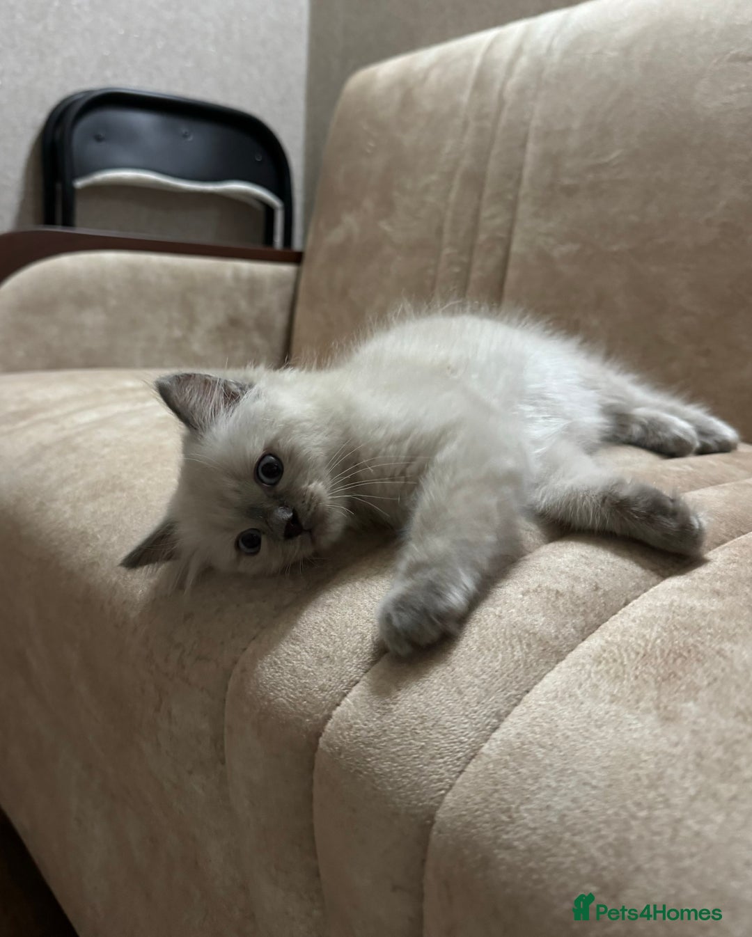 Ragdoll cats for sale: Ragdoll kitten 🤍 - Image 3
